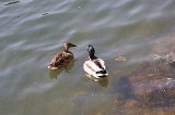 IMG_9238
