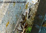 P1020803lezard