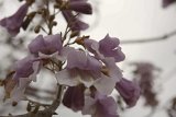 IMG_8755