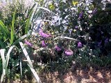 DSCN0225