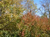 DSCN5368