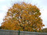 DSCN5382