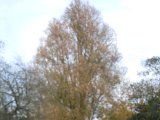 DSCN5390