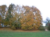 DSCN5399