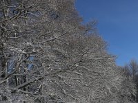 Arsurette (13)