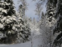 cerniebaud (36)